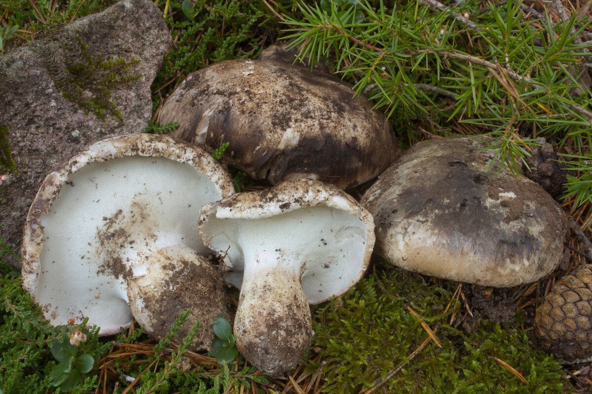 Boletopsis grisea