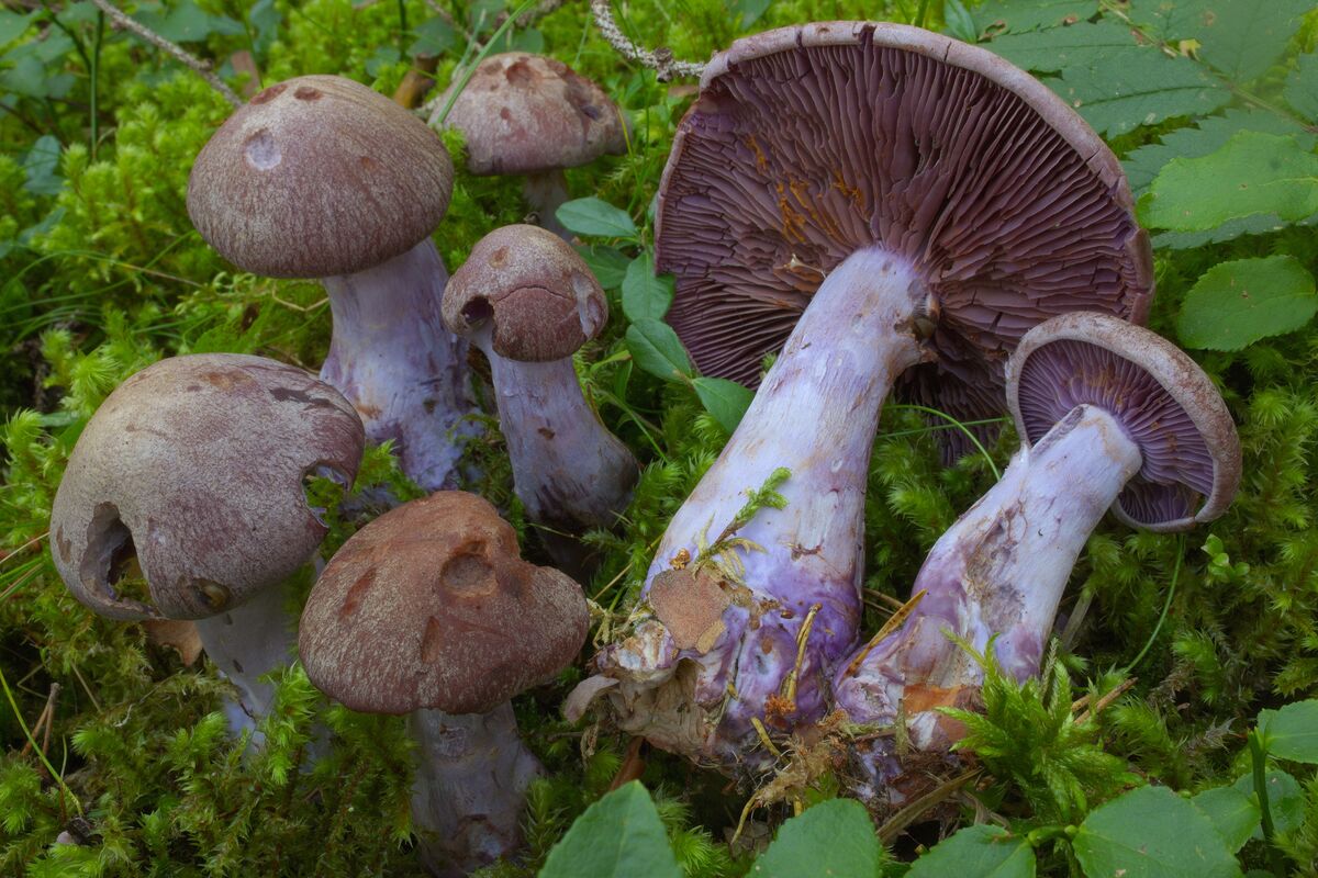 Cortinarius brunneotinctus