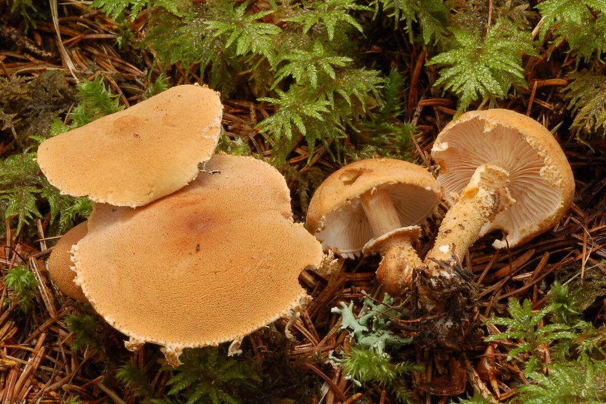 Cystoderma carcharias var. fallax