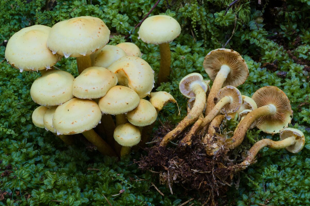 Flammula alnicola