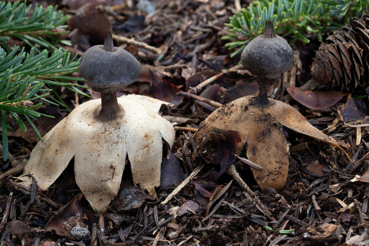 Geastrum pectinatum