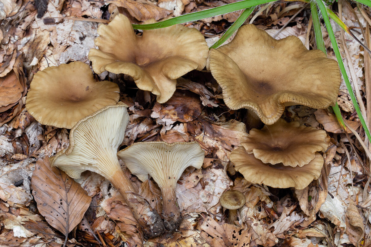 Infundibulicybe alkaliviolascens